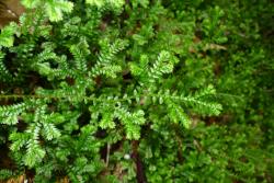 Selaginella kraussiana. Creeping stem showing leaves that are widely spaced on the stem but imbricate at the ends of the branches.
 Image: L.R. Perrie © Leon Perrie  CC BY-NC 3.0 NZ